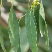 Cider Gum Eucalyptus